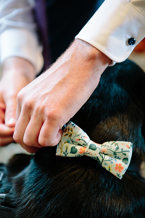 groom attaches gopro on dogs back before Campovida winery wedding